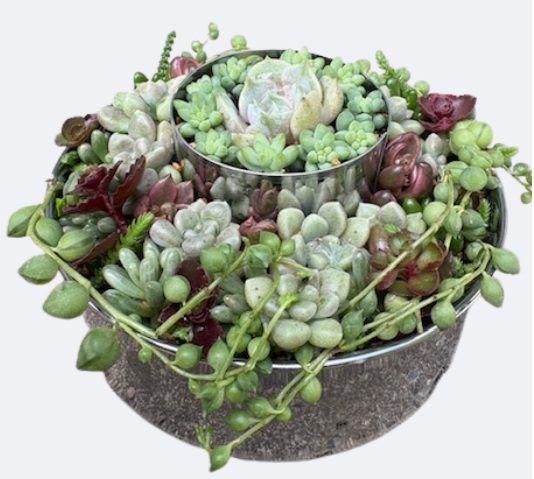 クリスマスケーキ型多肉寄せ植え