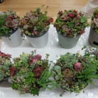 多肉植物の寄せ植え講座1