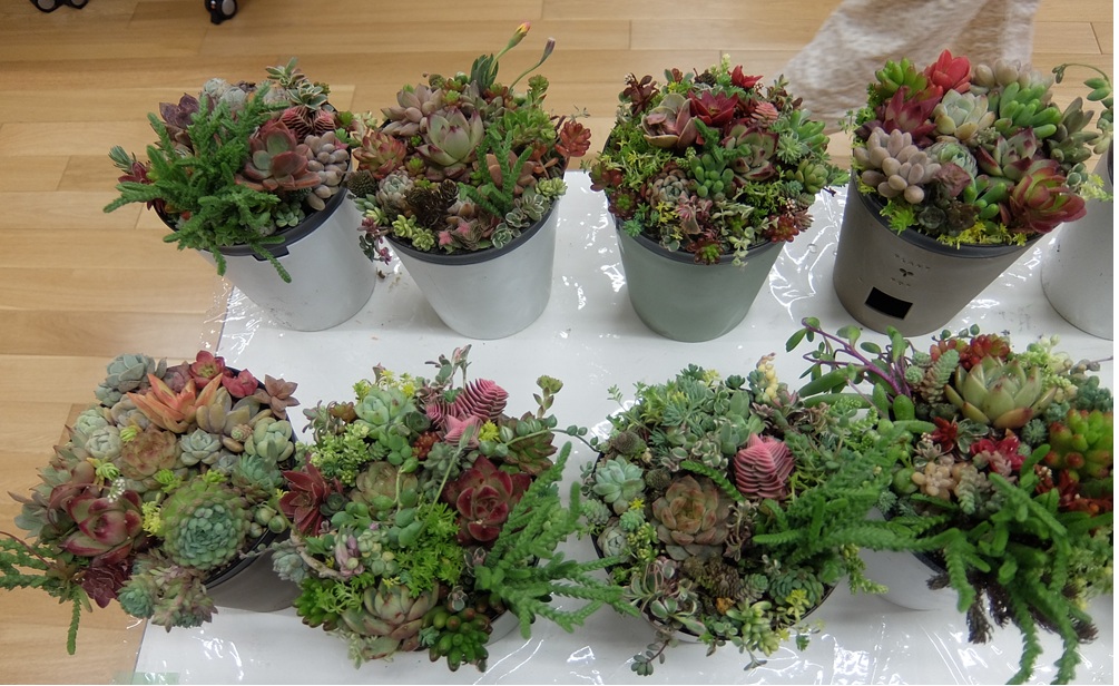 多肉植物の寄せ植え講座1
