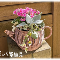 寄せ植え