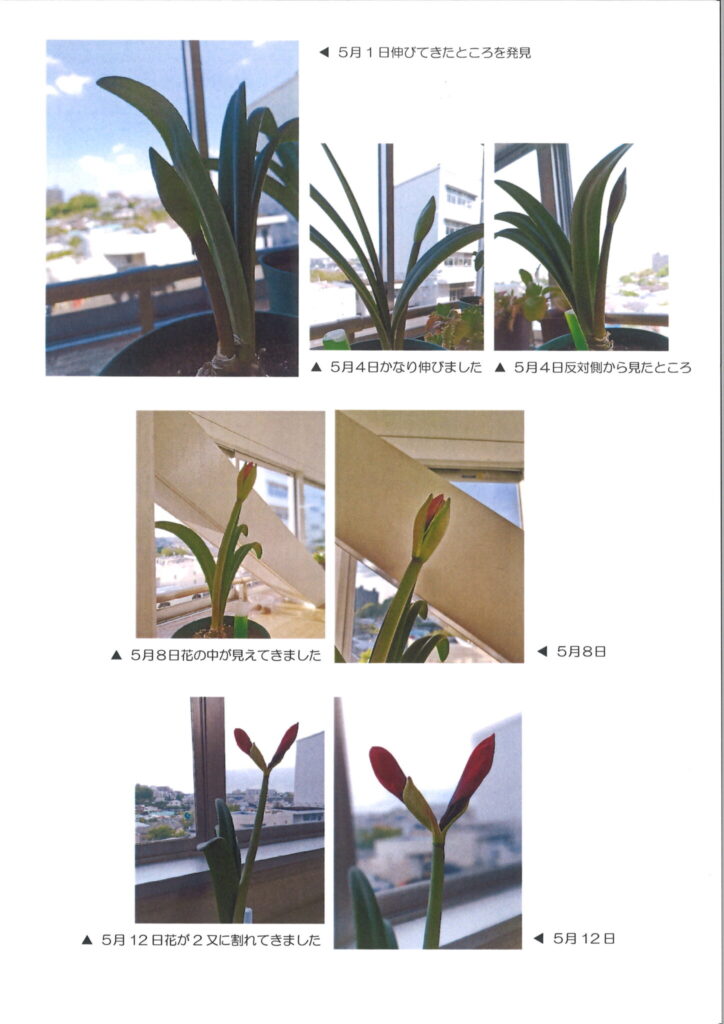 アマリリスの成長画像１
